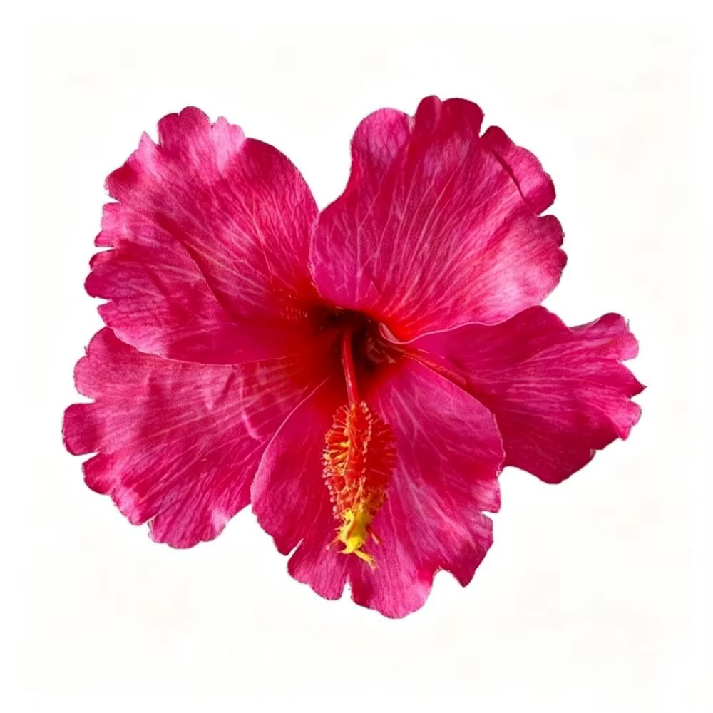 Pince à cheveux fleur d'hibiscus artificielle