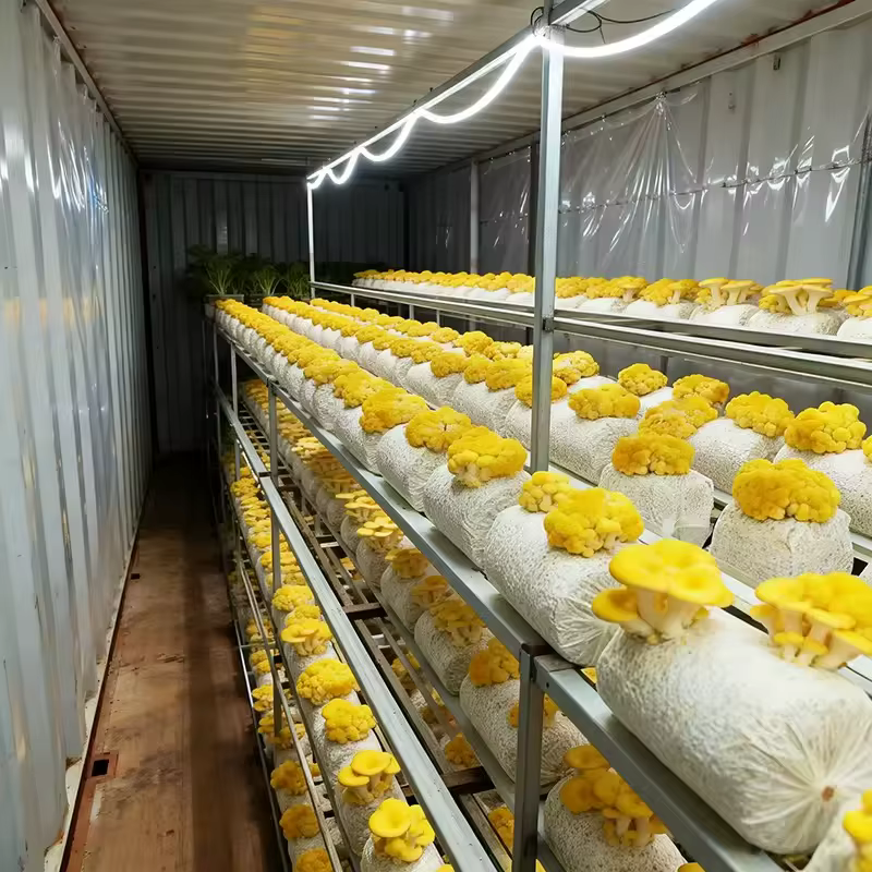 Conteneur de culture de champignons pour l'élevage de mycètes, avec dimensions et caractéristiques personnalisées pour la production commerciale